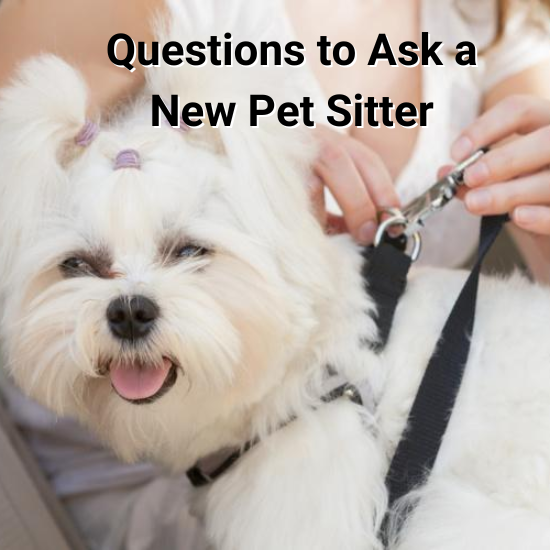 7 Critical Questions To Ask A New Pet Sitter PetHub